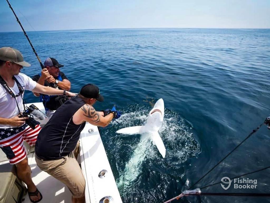 Three anglers on a boat struggling to pull in a Shark that's partially submerged in the water having been hooked