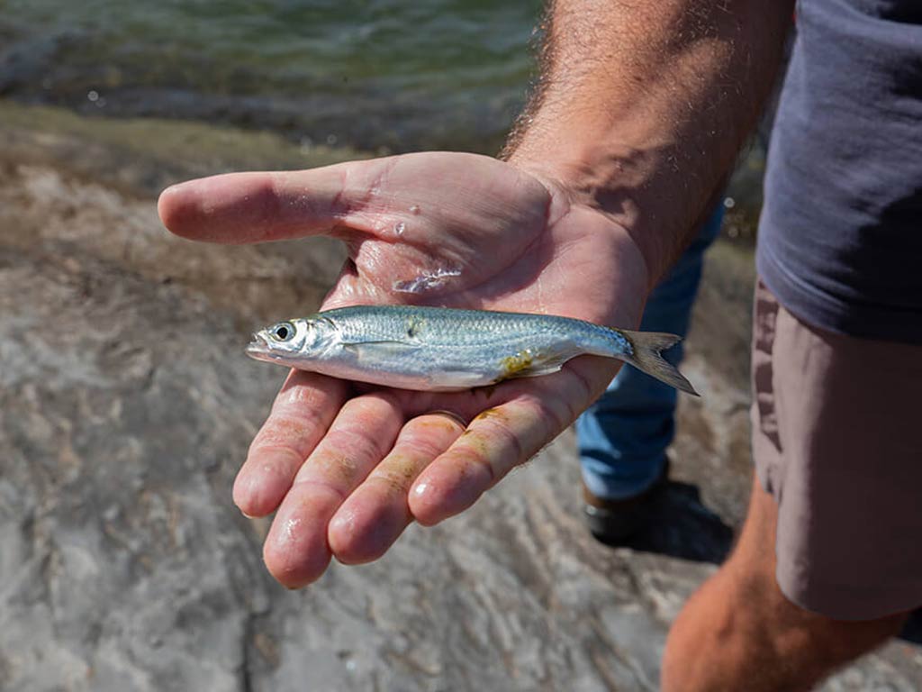 An close up of the palm of an angler holding a live finger mullet, the best bait for Flounder fishing