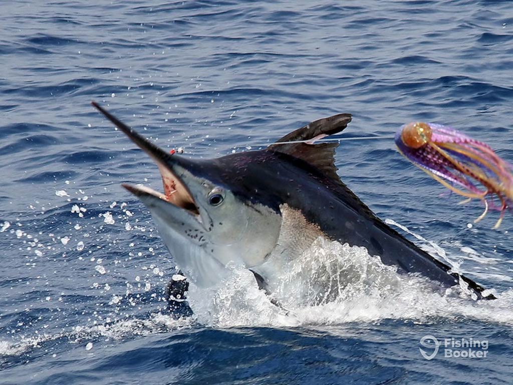 A closeup of the head of a Marlin fish poking out of the deep waters off India's coast, having been caught by a fishing line, visible on the right of the image